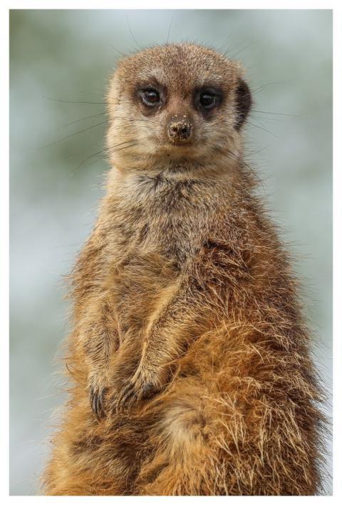 Meerkat Nature Animal Mammal