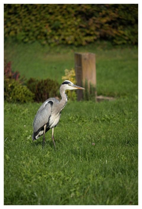 Grey Heron Bird Animal Heron