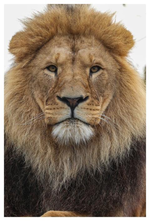 Lion Nature Animal Predator