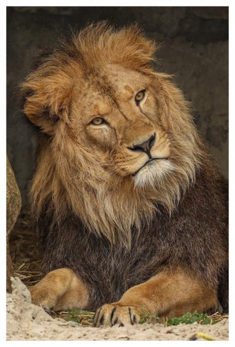 Lion Nature Animal Predator