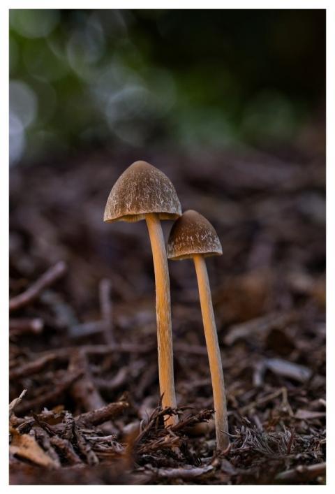 Mushroom Nature Fall Forest Floor