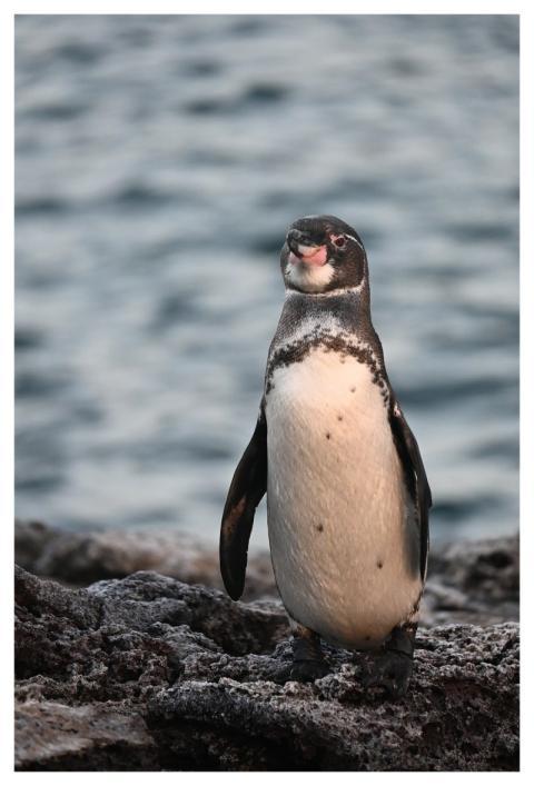 Galapagos Penguin Tierwelt Hoppsla