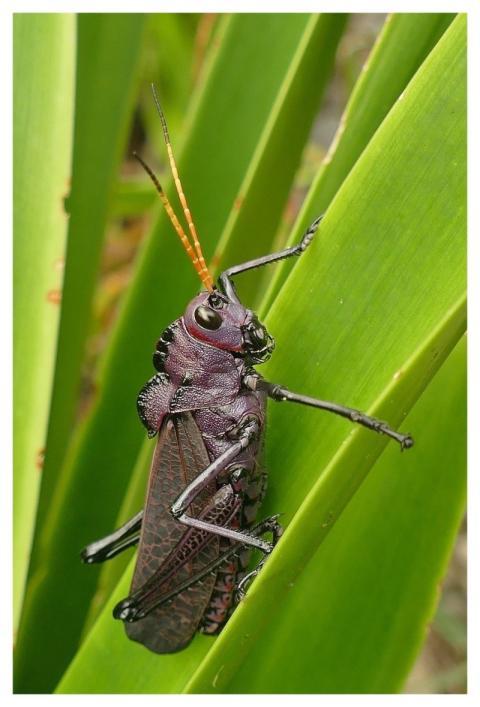 Grasshopper Insect Nature Animal