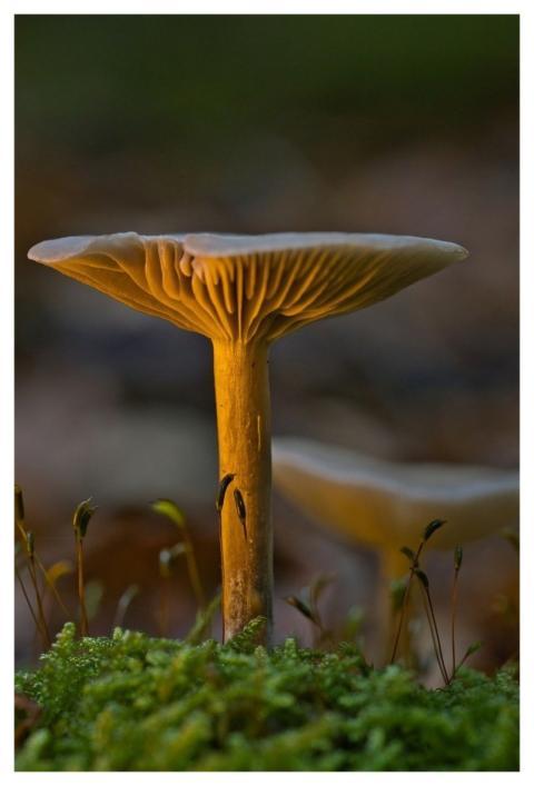 Mushroom Nature Fall Forest Floor