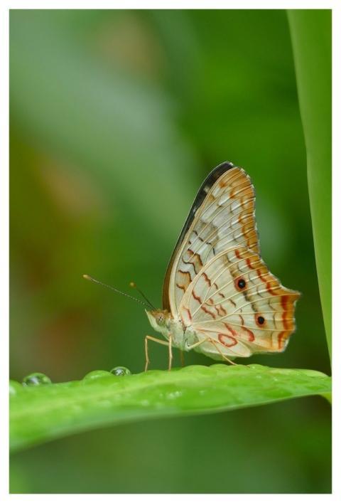 Butterfly Costa Rica Insect Nature