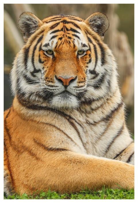 Tiger Nature Animal Predator