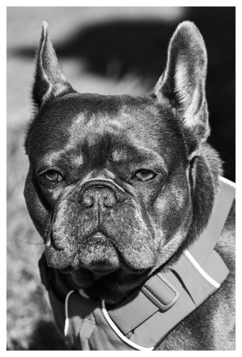 Bulldog Dog Animal Domestic Animal