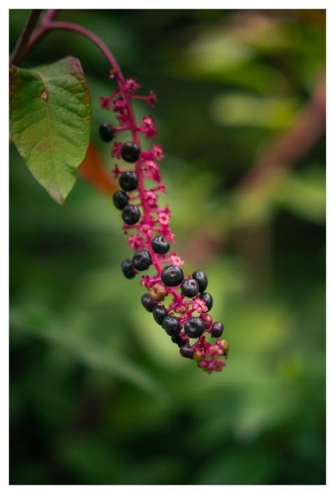 Nature Berries Black Berries Forest