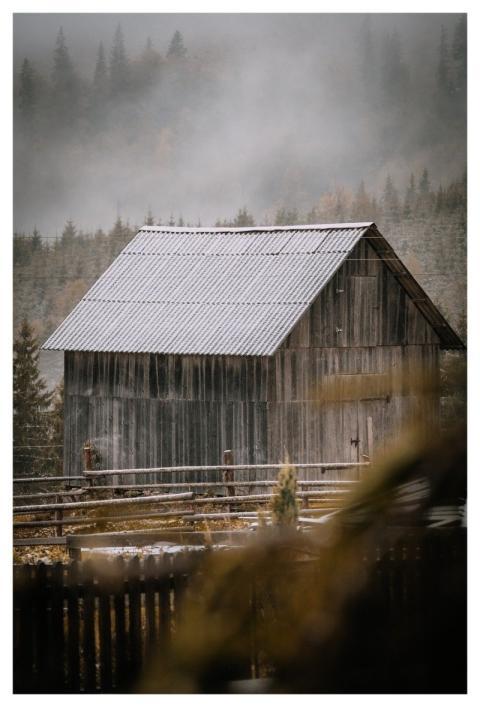 Nature Forest Landscape Tree