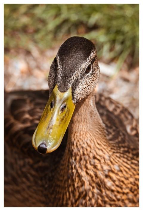 Mallard Nature Duck Water Bird