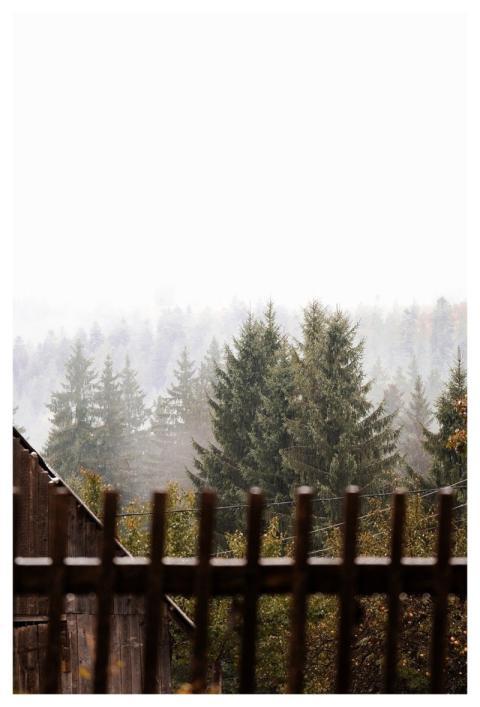 Nature Forest Landscape Tree