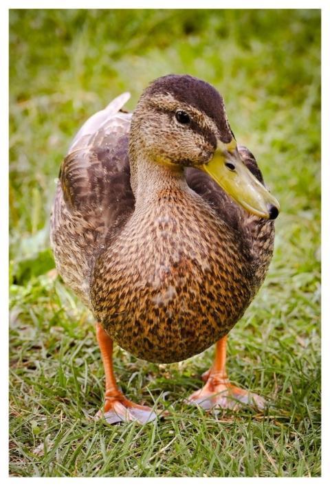 Mallard Nature Duck Water Bird