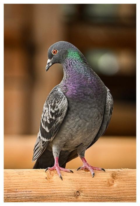 Dove Nature Bird Wildlife