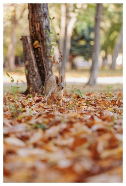 Autumn Nature Fall Leaves