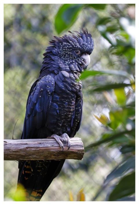 Healesville Sanctuary Zoos Victoria Red-Tailed Bla