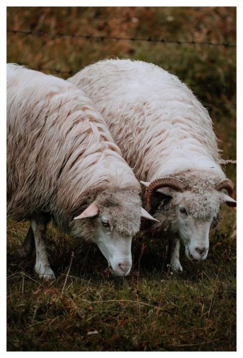 Nature Forest Landscape Tree