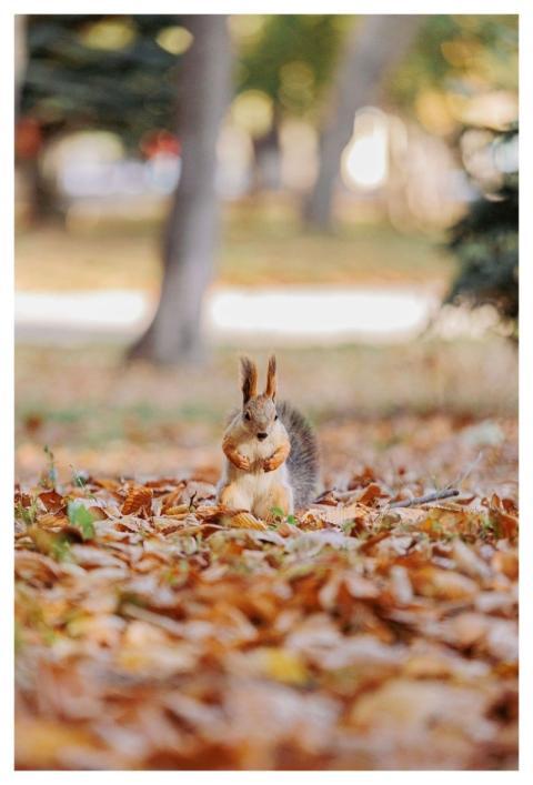Autumn Nature Fall Leaves