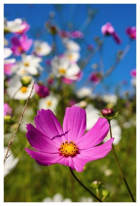 Architecture Cars Eswatini Flower
