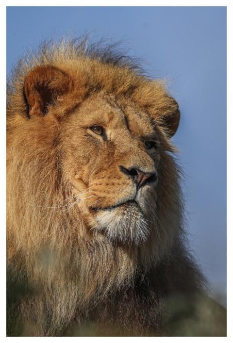 Nature Lion Animal Predator