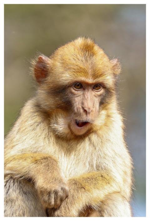 Monkey Nature Animal Mammal