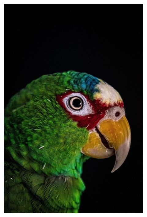 Parrot Bird Animal Beak