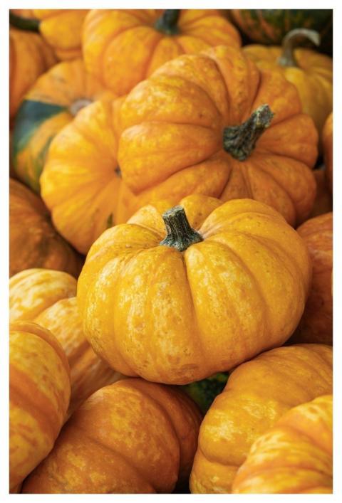 Pumpkins Fall Vegetables Harvest