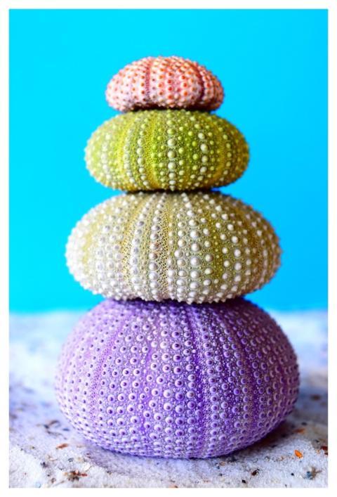 Sea Urchins Nature Sea Sand