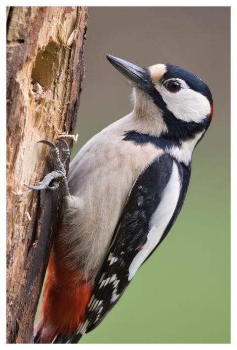 Great Spotted Woodpecker Nuthatch Bird Woodpecker