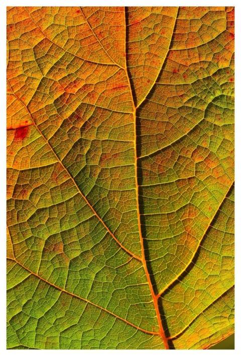 Leaf Veins Fall Midrib