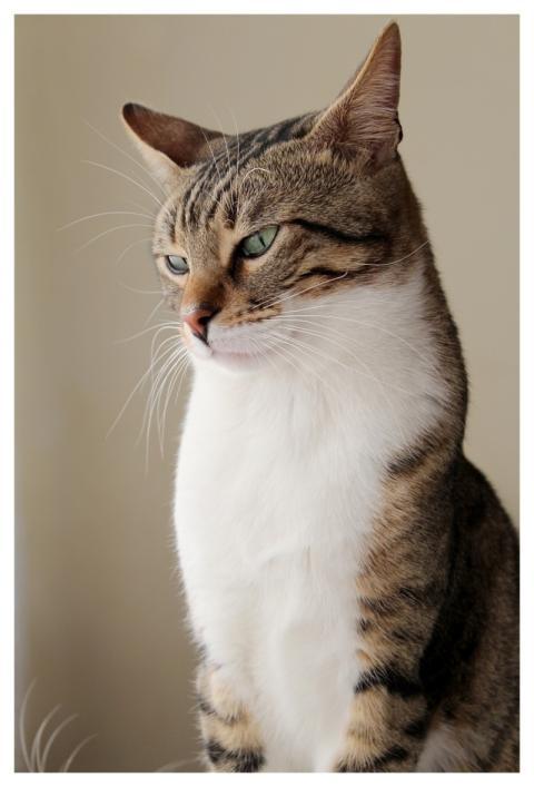 Cat Pat Pet Beautiful