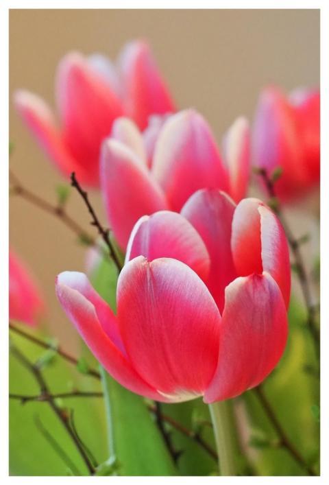 Flower Tulips Spring Flower Wallpaper