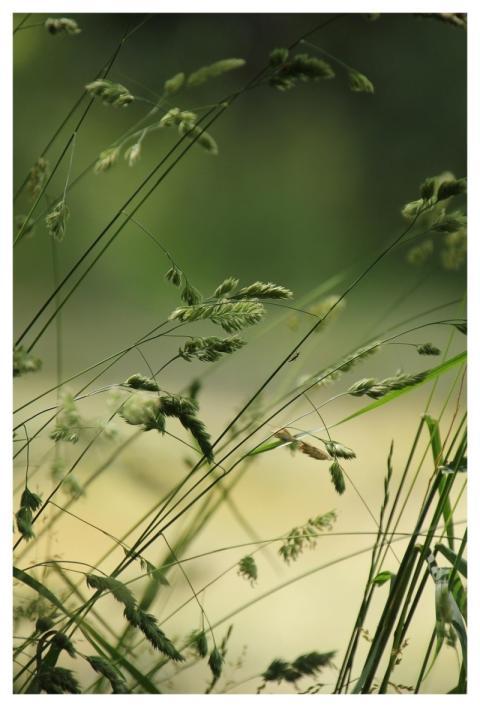 Grasses Meadow Nature Stalks