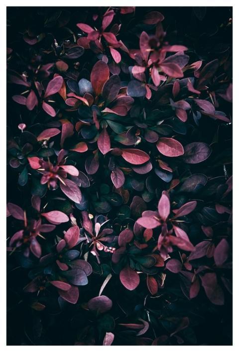 Barberry Bush Close Up Dark Background