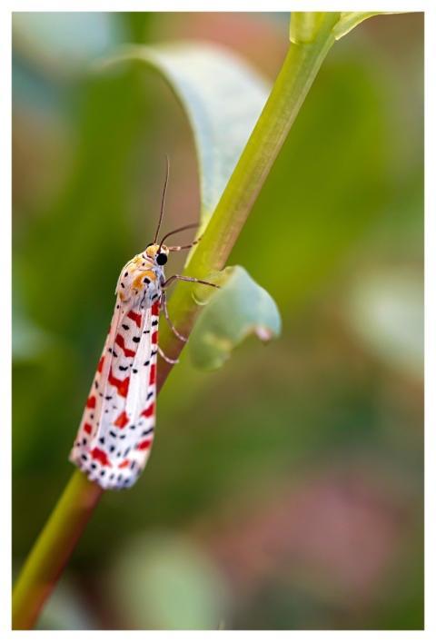 Butterfly Insect Red Variegated Moth Macro