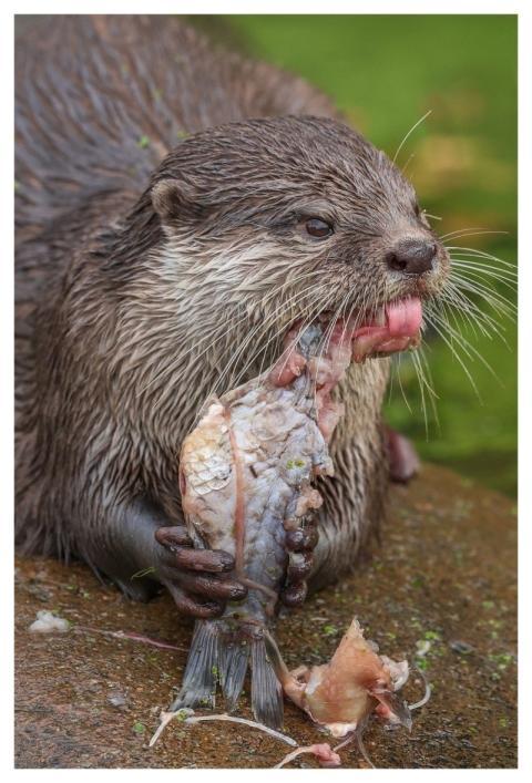 Otter Nature Animal Water