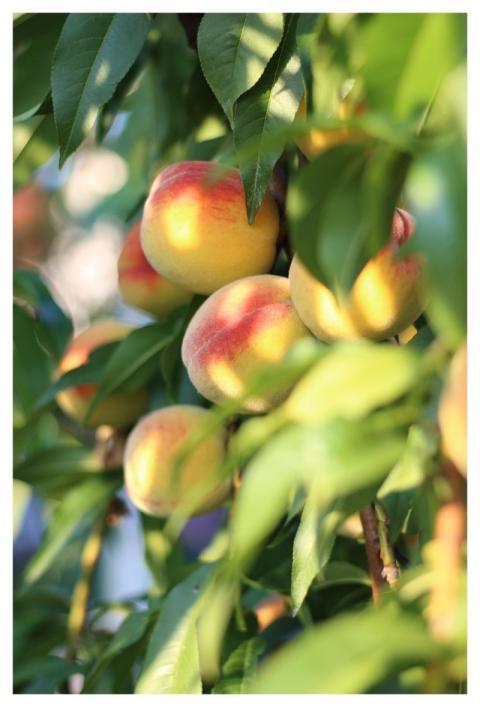 Peaches Fruits Plant Food