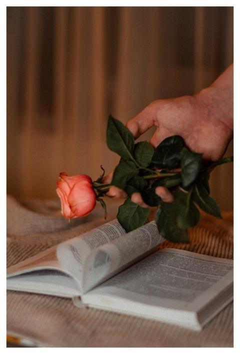 Rose Flower Book Flower Wallpaper