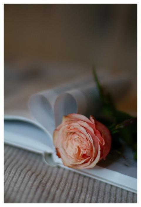 Rose Nature Beautiful Flowers Flower