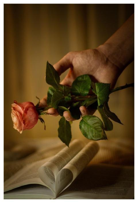 Rose Flower Nature Rose Flower