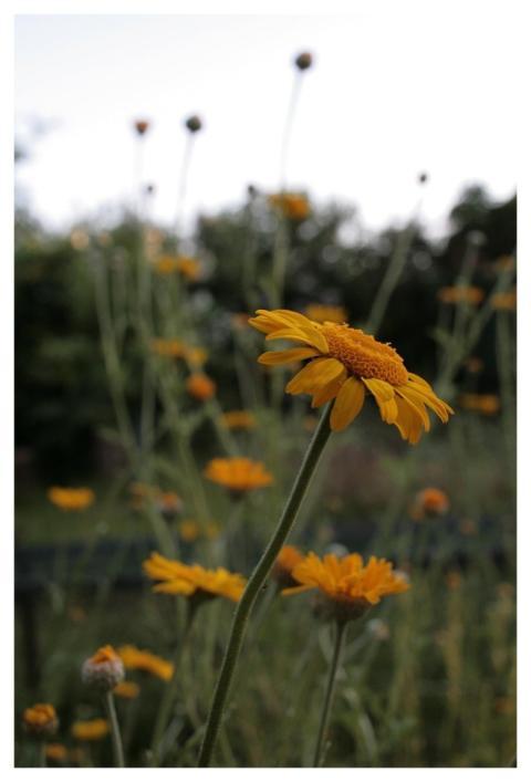 Flower Field Outdoors Garden