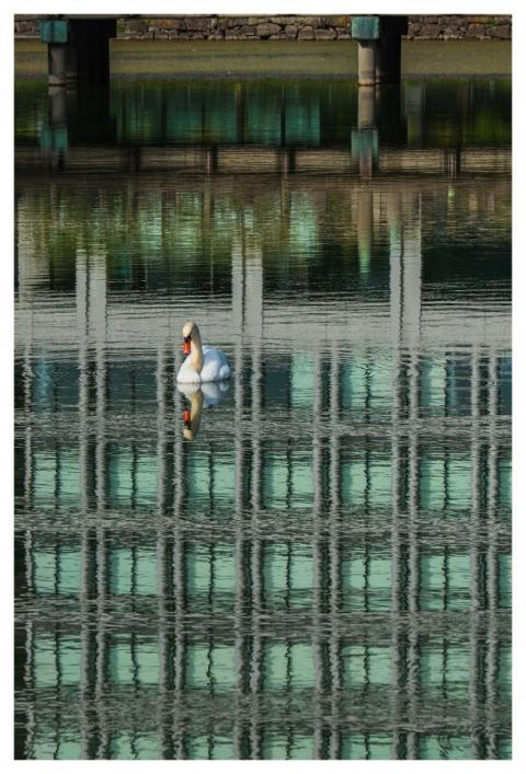 Swan Water Bird Bird Water