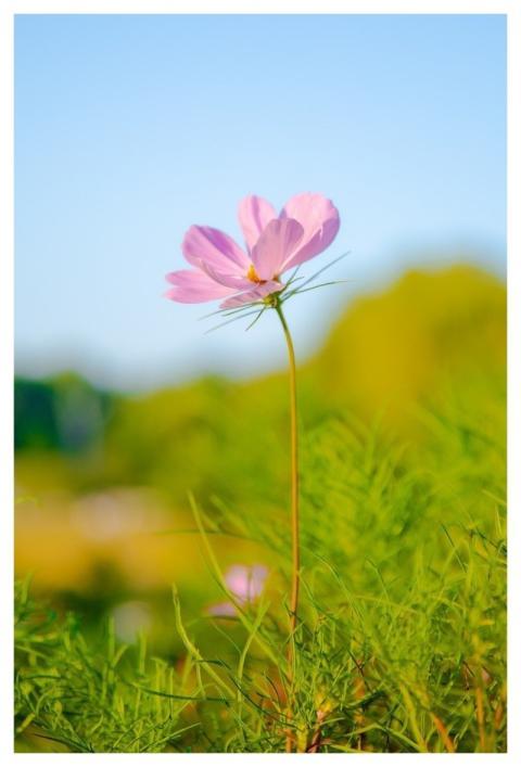 Autumn August Plant Flower