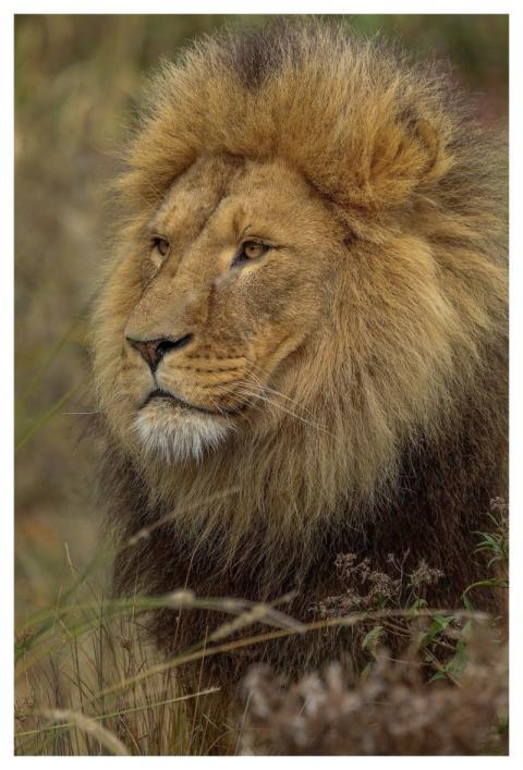 Lion Nature Animal Predator