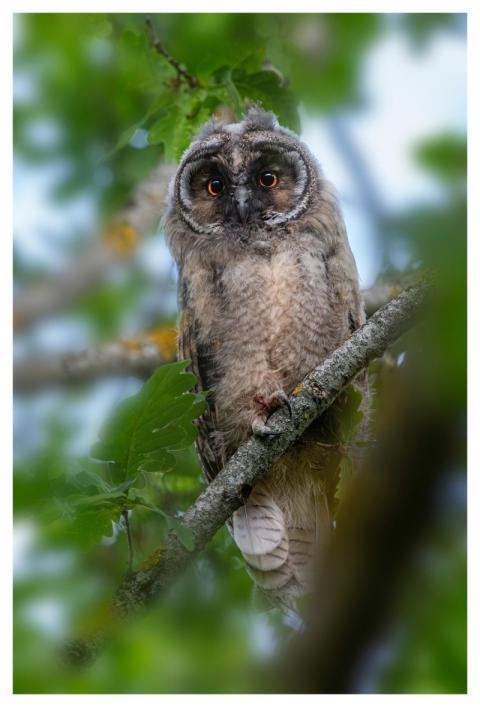 Owl Bird Long-Eared Owl Beak