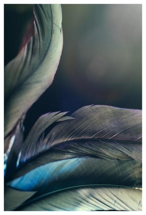 Feather Sensuality Fantasy New Age