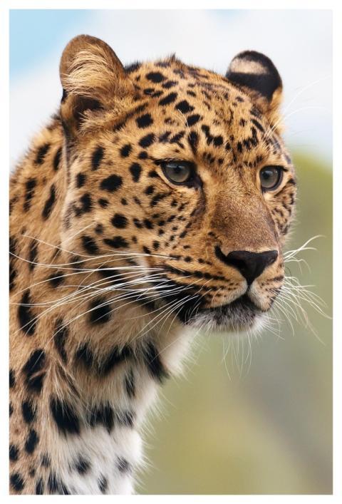 Animal Leopard Wildlife Big Cat