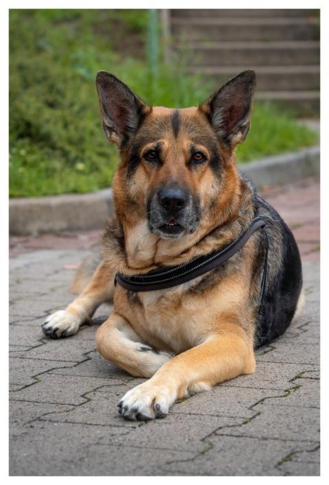 Dog Old German Shepherd Animal Shepherd Dog