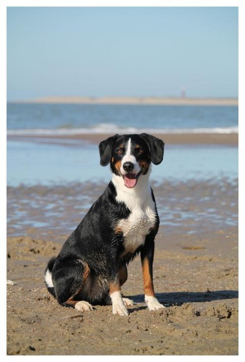 Dog Beach Sea Nature