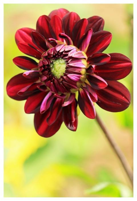 Red Dahlia Arabian Night Dahlia Flower