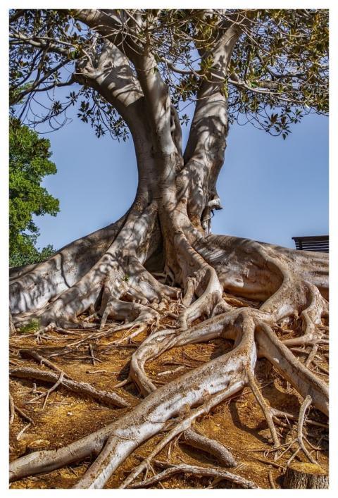 Landscape Tree Estate Darling